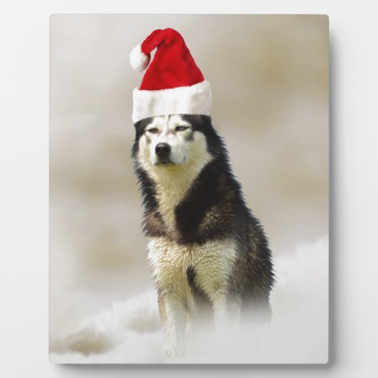 Siberischer Husky-Hund mit Weihnachtsmannmütze im  Fotoplatte (Vorderseite)