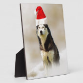 Siberischer Husky-Hund mit Weihnachtsmannmütze im  Fotoplatte (Seite)