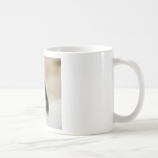 Siberischer Husky-Hund mit Weihnachtsmannmütze im  Kaffeetasse (Rechts)