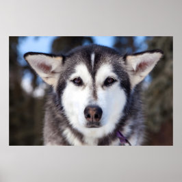 Siberischer Husky-Hund Nah bis ins Gesicht Fotogra Poster