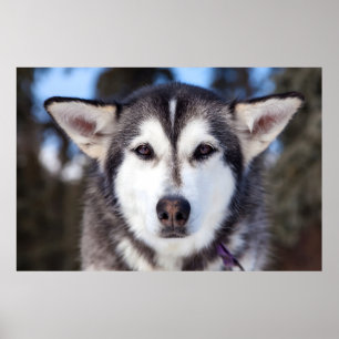 Siberischer Husky-Hund Nah bis ins Gesicht Fotogra Poster