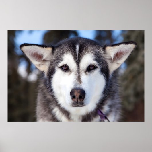 Siberischer Husky-Hund Nah bis ins Gesicht Fotogra Poster (Vorne)