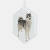 Siberischer Husky Malemute Hund Tier Ornament Aus Glas (Vorderseite Links)