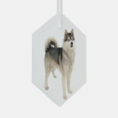 Siberischer Husky Malemute Hund Tier Ornament Aus Glas (Vorderseite Rechts)