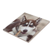 Siberischer Husky-Welpe am Strand Fliese (Seite)