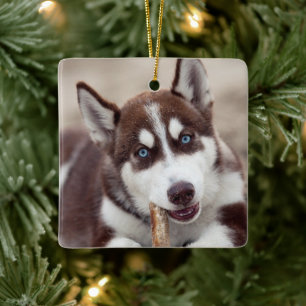 Siberischer Husky-Welpe am Strand Keramikornament