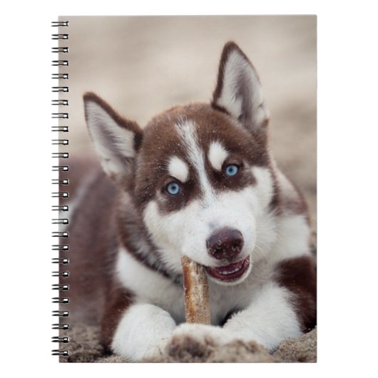 Siberischer Husky-Welpe am Strand Notizblock (Vorderseite)
