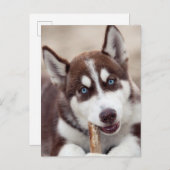 Siberischer Husky-Welpe am Strand Postkarte (Vorne/Hinten)