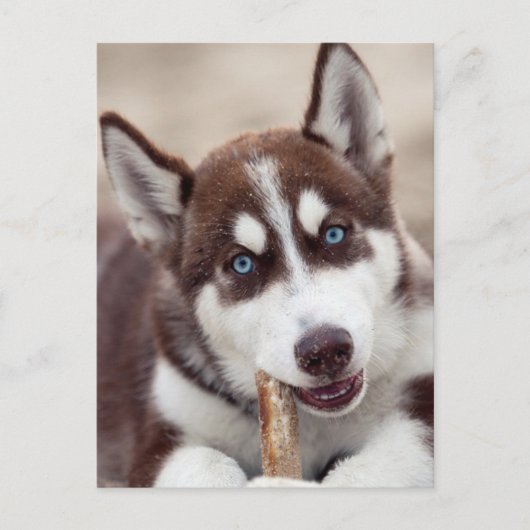 Siberischer Husky-Welpe am Strand Postkarte (Vorderseite)