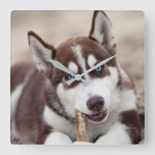Siberischer Husky-Welpe am Strand Quadratische Wanduhr