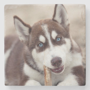 Siberischer Husky-Welpe am Strand Steinuntersetzer