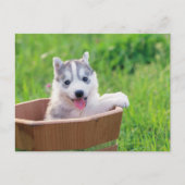Siberischer Husky-Welpe in einem Topf Postkarte (Vorderseite)