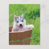 Siberischer Husky-Welpe in einem Topf Postkarte (Vorderseite)