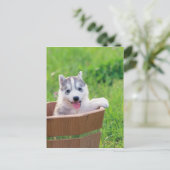 Siberischer Husky-Welpe in einem Topf Postkarte (Stehend Vorderseite)