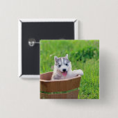 Siberischer Husky-Welpe in einer Hülle Button (Vorne & Hinten)