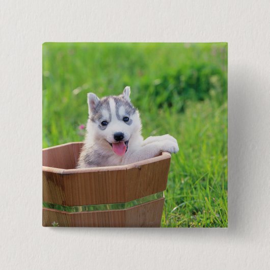 Siberischer Husky-Welpe in einer Hülle Button (Vorderseite)