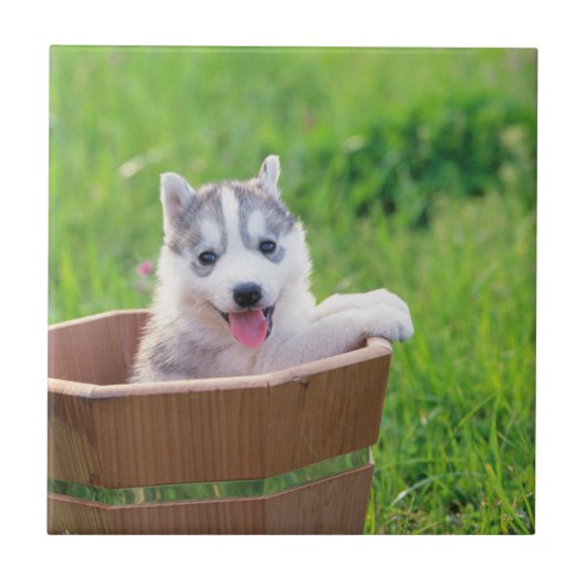 Siberischer Husky-Welpe in einer Hülle Fliese (Vorderseite)