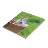 Siberischer Husky-Welpe in einer Hülle Fliese (Seite)