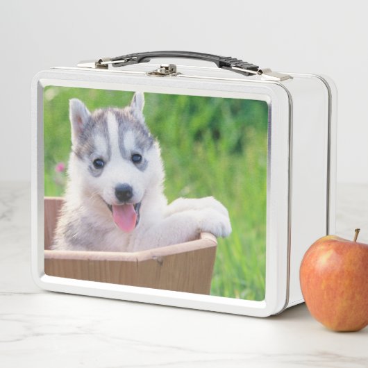 Siberischer Husky-Welpe in einer Hülle Metall Brotdose (Beispiel)