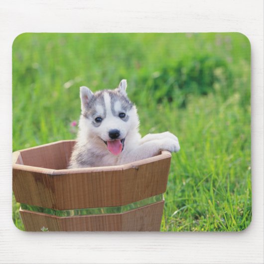Siberischer Husky-Welpe in einer Hülle Mousepad (Vorne)