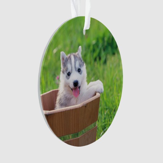 Siberischer Husky-Welpe in einer Hülle Ornament (Vorderseite)
