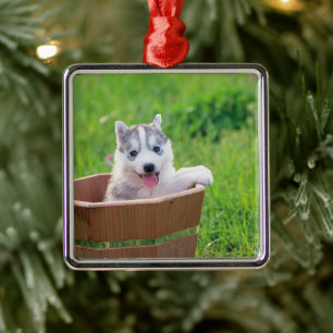 Siberischer Husky-Welpe in einer Hülle Ornament Aus Metall