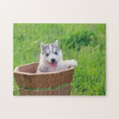Siberischer Husky-Welpe in einer Hülle Puzzle (Horizontal)
