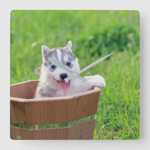 Siberischer Husky-Welpe in einer Hülle Quadratische Wanduhr