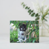 Siberischer Husky-Welpe mit Bamboo Postkarte (Stehend Vorderseite)