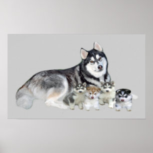 Siberischer Husky & Welpen Print Poster