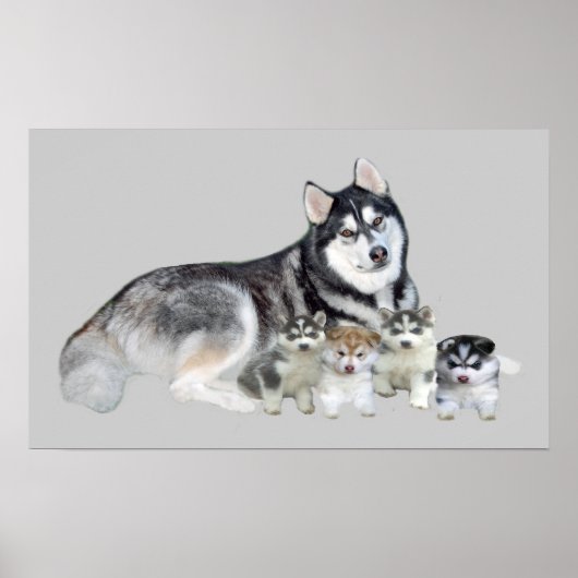 Siberischer Husky & Welpen Print Poster (Vorne)