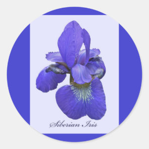 Siberischer Iris-Aufkleber Runder Aufkleber
