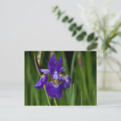 Siberischer Iris Postkarte (Stehend Vorderseite)