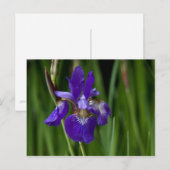 Siberischer Iris Postkarte (Vorne/Hinten)