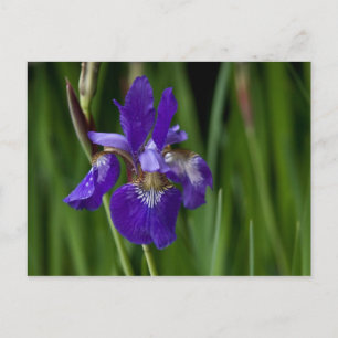 Siberischer Iris Postkarte