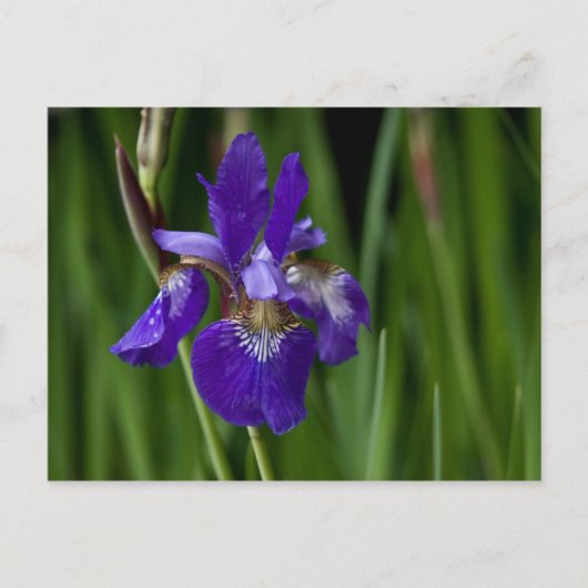 Siberischer Iris Postkarte (Vorderseite)