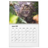 Siberischer Katzenkalender Kalender (Jan 2026)