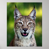 Siberischer Luchs - Lächeln Poster (Vorne)