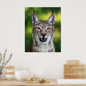 Siberischer Luchs - Lächeln Poster (Küche)