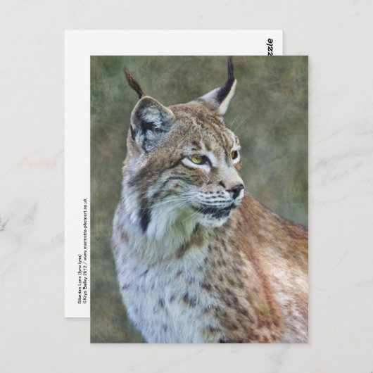 Siberischer Lynx Postcard Postkarte (Vorne/Hinten)