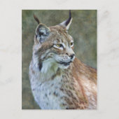 Siberischer Lynx Postcard Postkarte (Vorderseite)