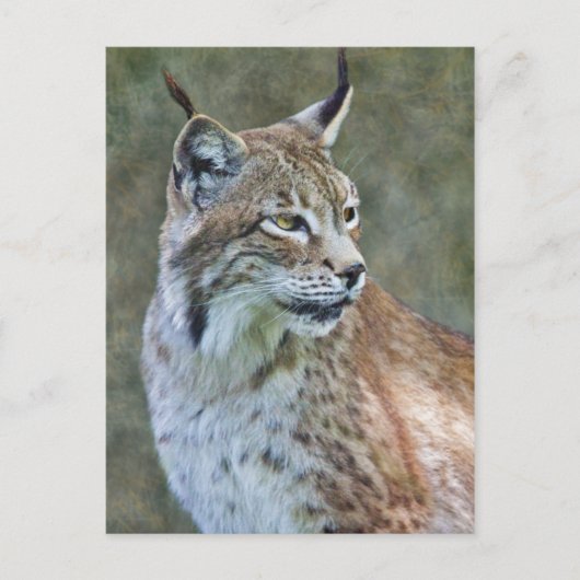 Siberischer Lynx Postcard Postkarte (Vorderseite)