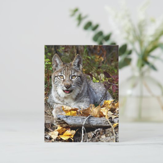 Siberischer Lynx Postkarte (Stehend Vorderseite)