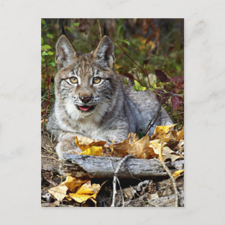 Siberischer Lynx Postkarte