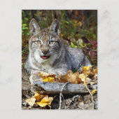 Siberischer Lynx Postkarte (Vorderseite)