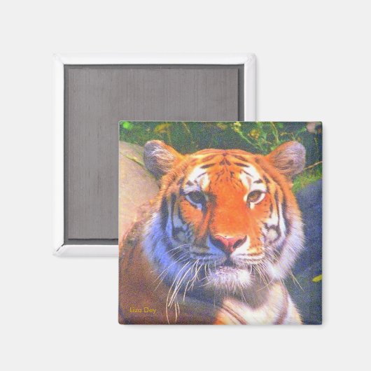 Siberischer Tiger Magnet (Vorderseite/Rückseite)