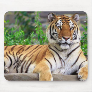Siberischer Tiger Mousepad