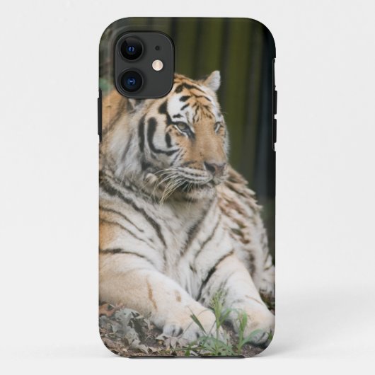 Siberischer Tiger Tigress Case-Mate iPhone Hülle (Rückseite)