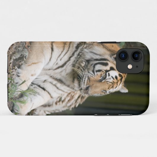 Siberischer Tiger Tigress Case-Mate iPhone Hülle (Rückseite (Horizontal))