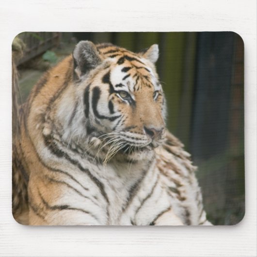 Siberischer Tiger Tigress Mousepad (Vorne)